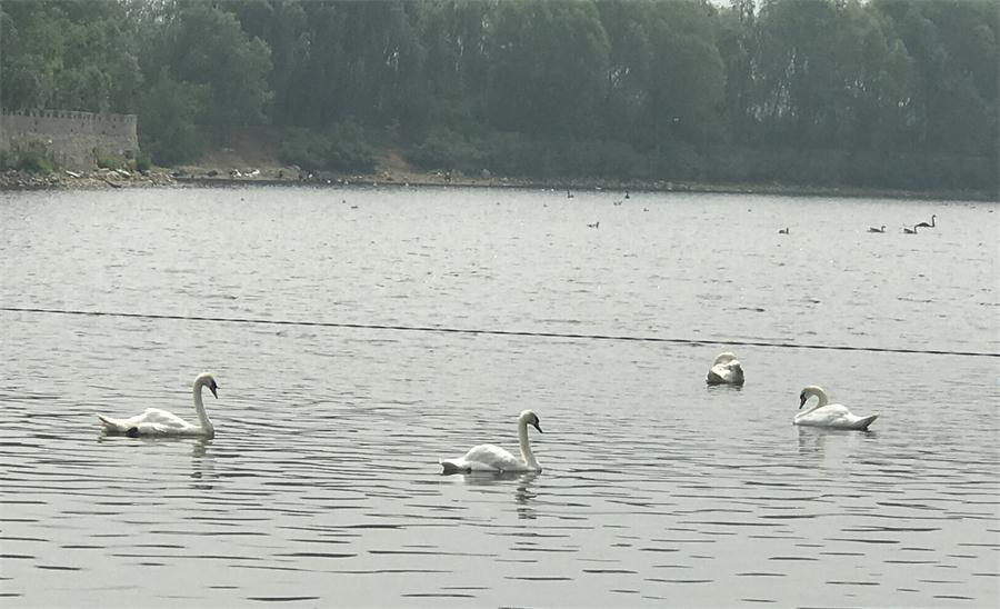 天鵝湖風(fēng)景區(qū)（泰山）速覽！(圖18)