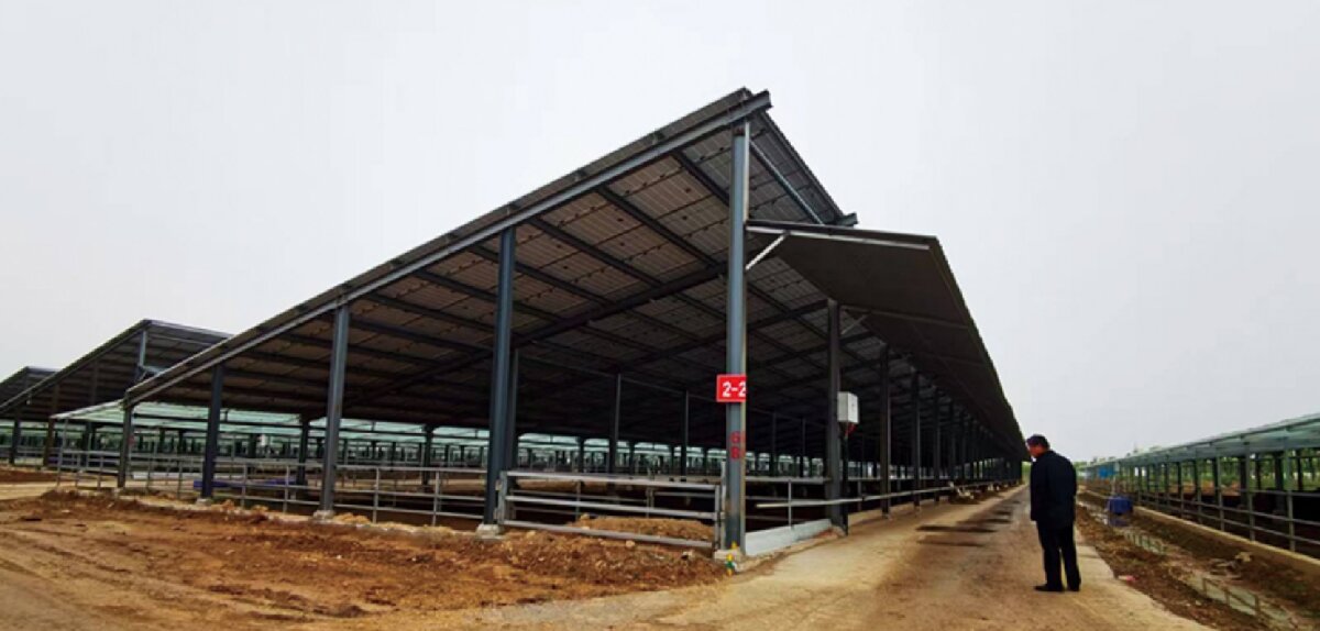 信橋鋼構：打卡蒙陰農(nóng)業(yè)溫室大棚、青州黑牛養(yǎng)殖基地！(圖5)